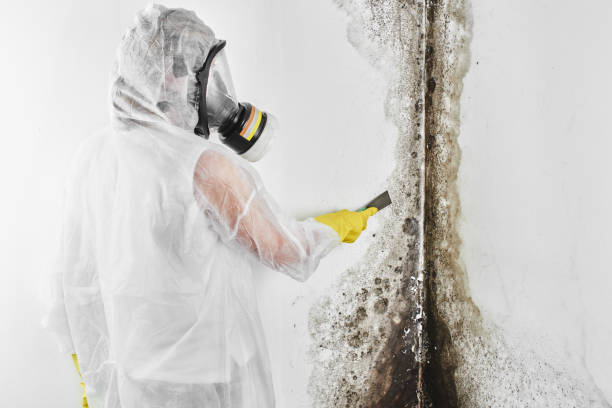 Best Toxic Mold Removal  in Creswell, OR