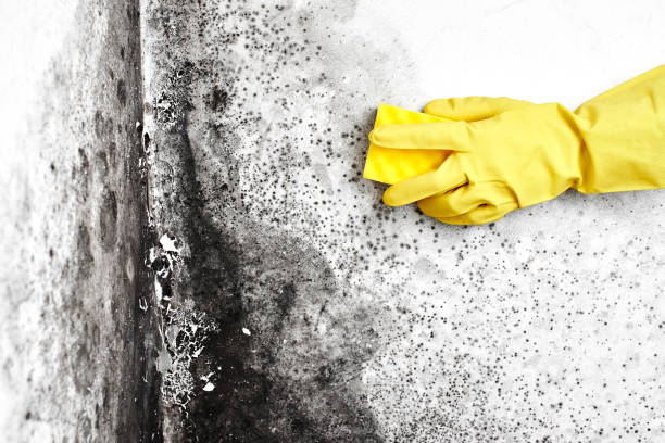 Best Affordable Mold Removal  in Creswell, OR