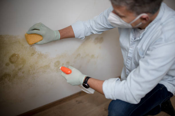 Best Commercial Mold Removal  in Creswell, OR