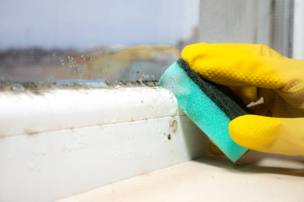 Best Mold Removal Near Me  in Creswell, OR