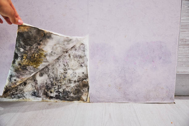 Professional Mold Removal in Creswell, OR
